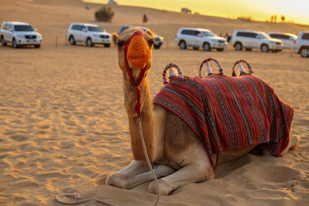 Camel Riding Dubai